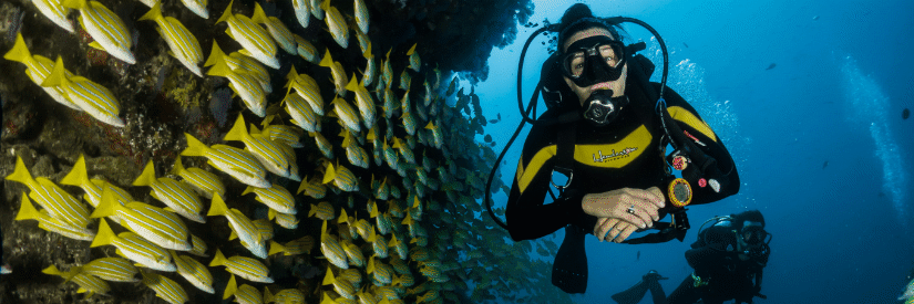 Diver swimming through school of fish